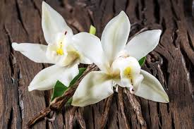 Vanilla